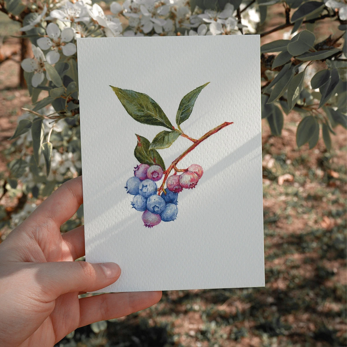 Postal de Arándanos