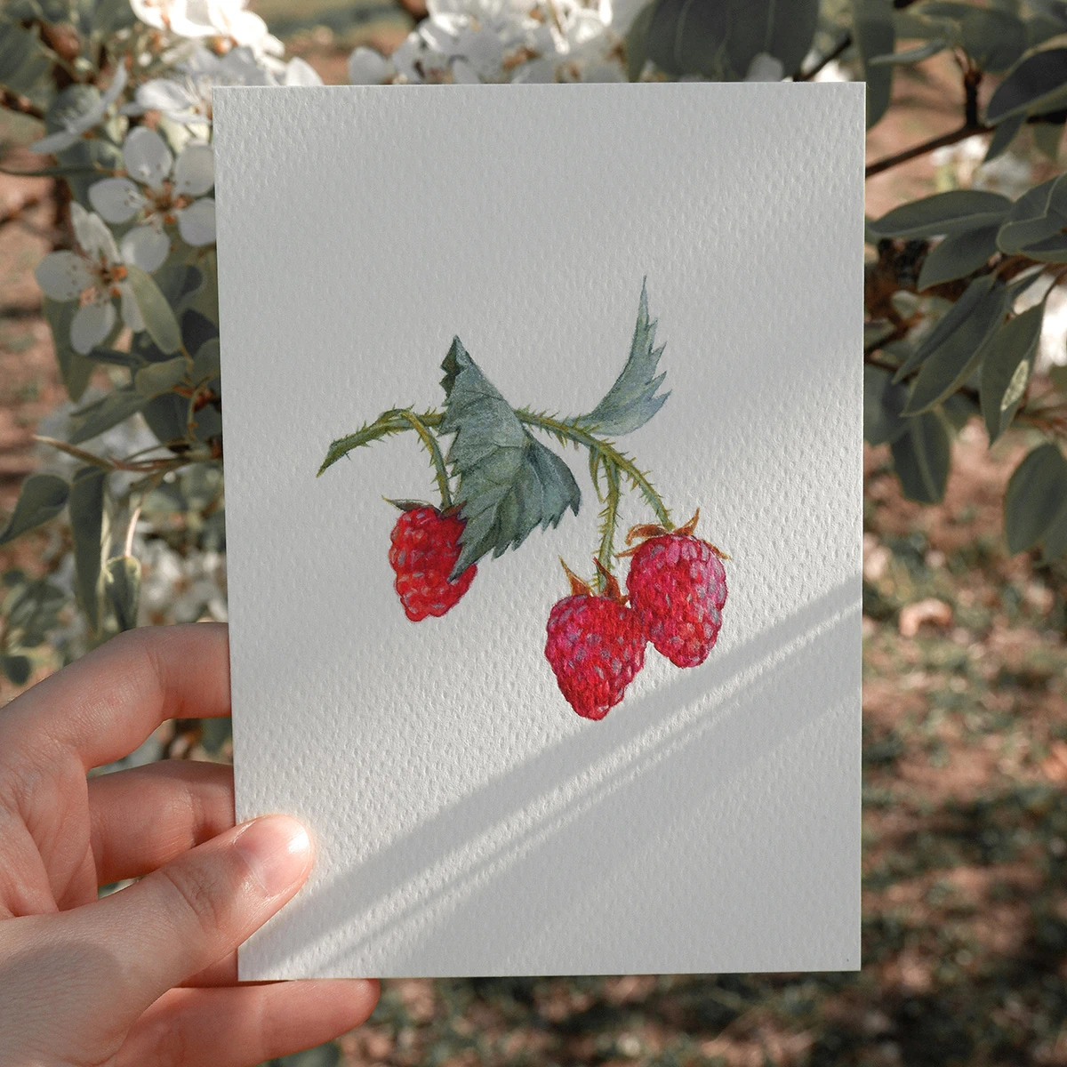 Bayas – Set de Postales