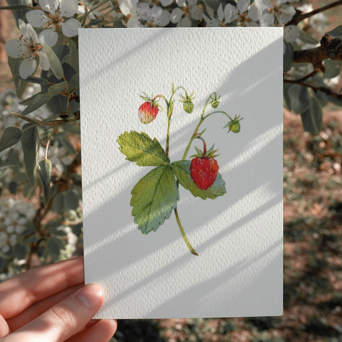 Bayas – Set de Postales